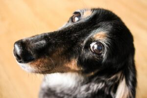 老犬ホームとは？知っておきたい利用条件や選ぶポイントを紹介