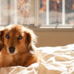 老犬介護の食事（流動食）について作り方と注意点を解説