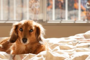 老犬介護の食事（流動食）について作り方と注意点を解説