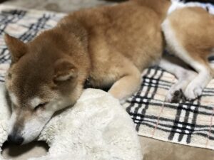 【老犬介護に疲れた方に読んでほしい】辛い理由とストレスを減らす方法