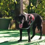 老犬介護にはハーネスや歩行器が大切！シーン別の選び方を紹介