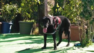 老犬介護にはハーネスや歩行器が大切！シーン別の選び方を紹介