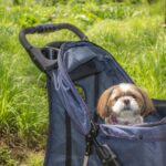 老犬介護に必要なもの・ことを知って、事前に準備しておこう