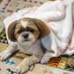 老犬介護用品(ハーネス・サークル)を手作りする方法