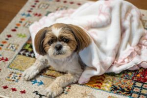 老犬介護用品(ハーネス・サークル)を手作りする方法