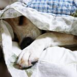 寝たきりの老犬を介護する際の気を付けておきたい6つのポイント