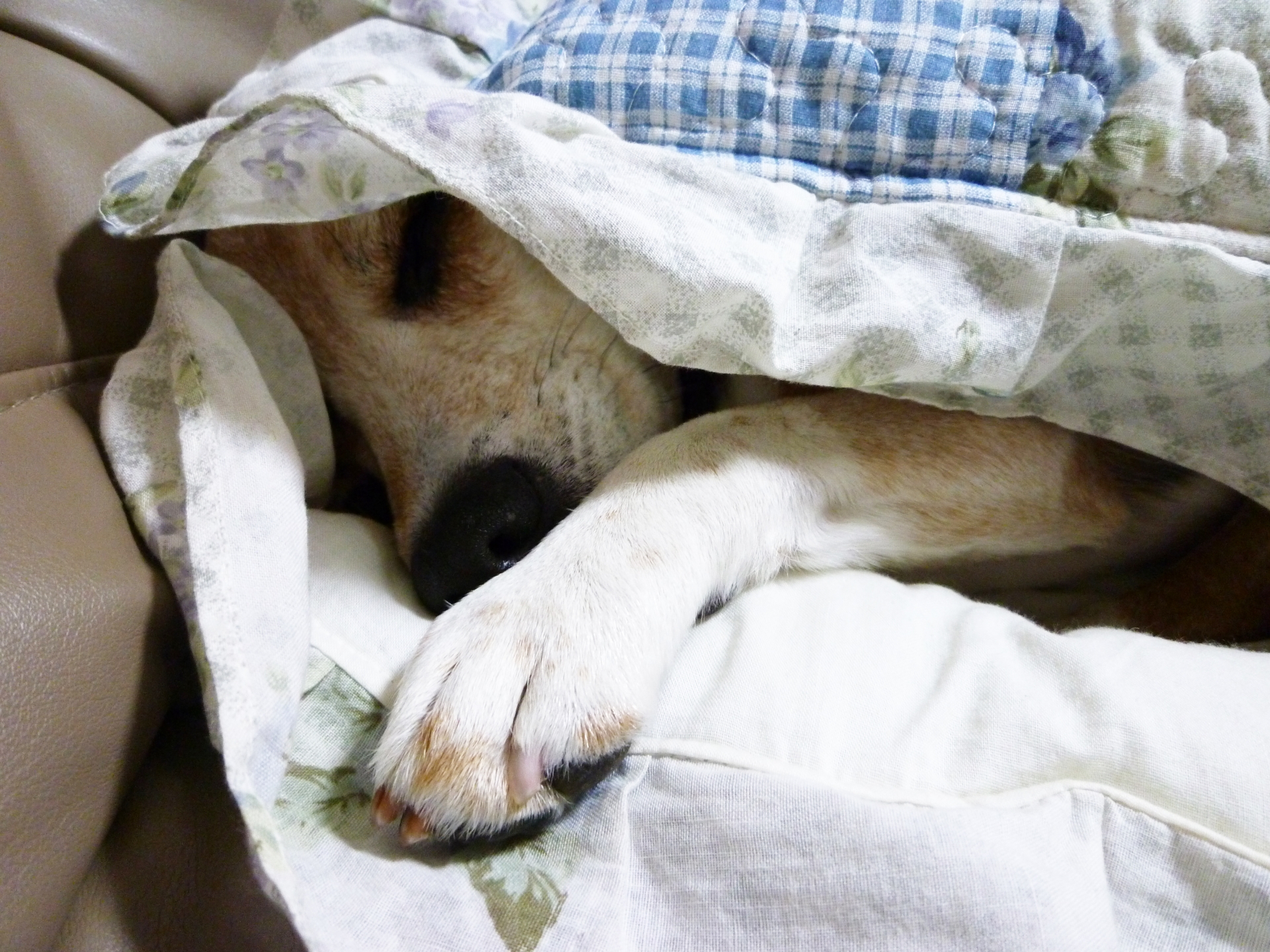 寝たきりの老犬を介護する際の気を付けておきたい6つのポイント