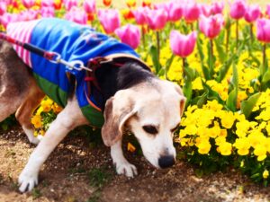 老犬介護のトイレ問題を軽減する3つのコツを紹介