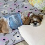 老犬介護におけるベッド選びのポイントを6つ紹介