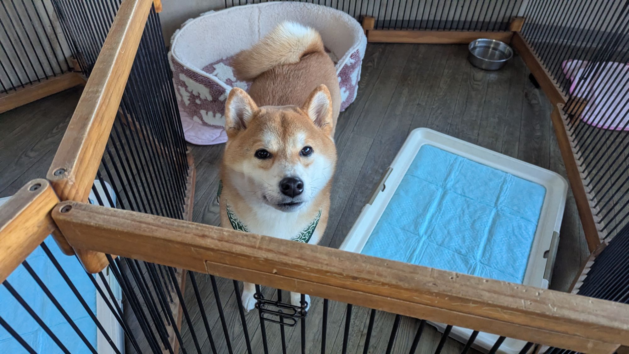 柴犬くん☆オルゴナイト 世界一有名な柴犬、暗号資産「ドージコイン」モデル「かぼす」が５